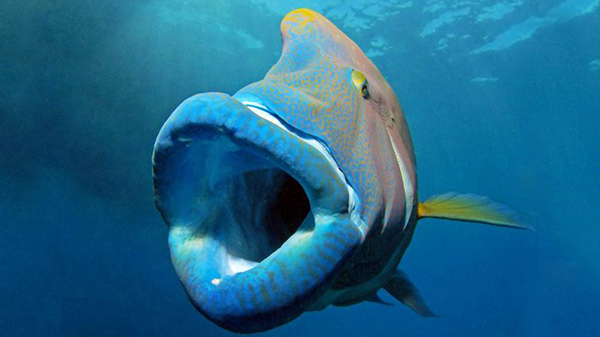 napoleon-fish